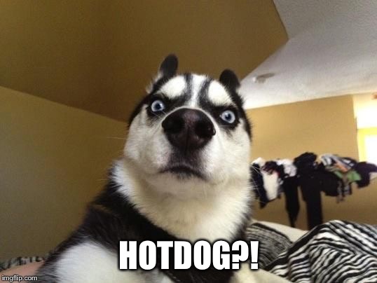 surprised dog | HOTDOG?! | image tagged in surprised dog | made w/ Imgflip meme maker