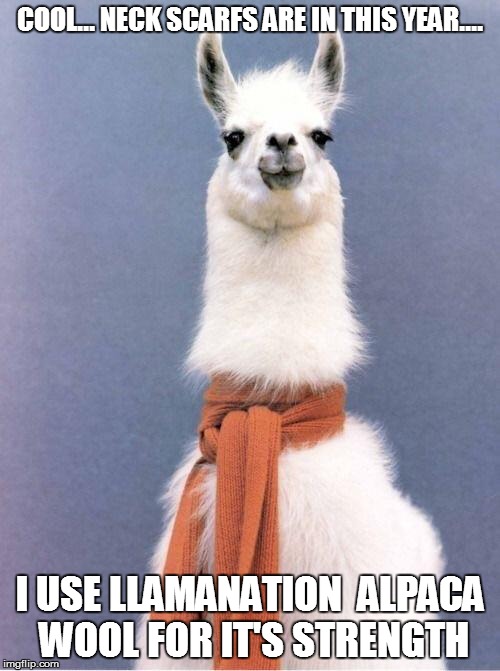 Alpaca scarf | COOL... NECK SCARFS ARE IN THIS YEAR.... I USE LLAMANATION  ALPACA WOOL FOR IT'S STRENGTH | image tagged in alpaca scarf | made w/ Imgflip meme maker