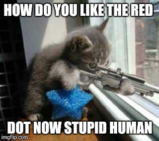 CatSniper | HOW DO YOU LIKE THE RED DOT NOW STUPID HUMAN | image tagged in catsniper | made w/ Imgflip meme maker