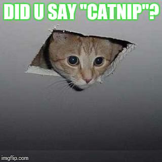 Ceiling Cat Meme | DID U SAY "CATNIP"? | image tagged in ceiling cat | made w/ Imgflip meme maker