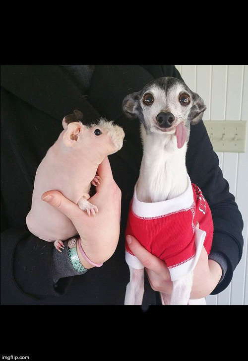 image tagged in tongue | made w/ Imgflip meme maker