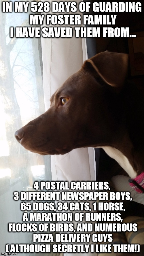 Chloe the protector | IN MY 528 DAYS OF GUARDING MY FOSTER FAMILY I HAVE SAVED THEM FROM... 4 POSTAL CARRIERS, 3 DIFFERENT NEWSPAPER BOYS, 65 DOGS, 34 CATS, 1 HOR | image tagged in pacfurbabies | made w/ Imgflip meme maker