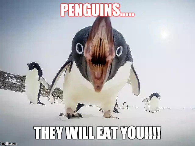PENGUINS..... THEY WILL EAT YOU!!!! | image tagged in peguins,angry penguin | made w/ Imgflip meme maker