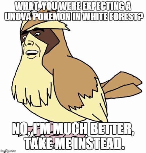 Handsome Pidgey | WHAT, YOU WERE EXPECTING A UNOVA POKEMON IN WHITE FOREST? NO, I'M MUCH BETTER, TAKE ME INSTEAD. | image tagged in handsome pidgey,pokemon | made w/ Imgflip meme maker