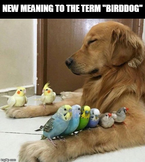 Bird-Dog | NEW MEANING TO THE TERM "BIRDDOG" | image tagged in parakeets and dog,birddog,sleeping dog and birds,birds perched on dogs paws | made w/ Imgflip meme maker