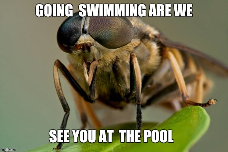 GOING  SWIMMING ARE WE SEE YOU AT  THE POOL | image tagged in horse,flies | made w/ Imgflip meme maker