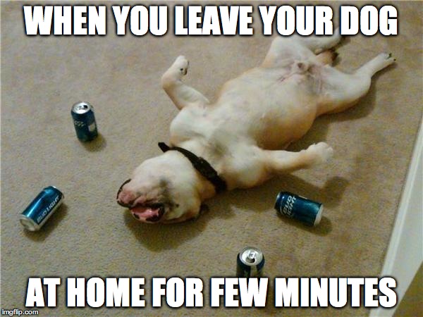 drunk dog | WHEN YOU LEAVE YOUR DOG AT HOME FOR FEW MINUTES | image tagged in drunk dog | made w/ Imgflip meme maker