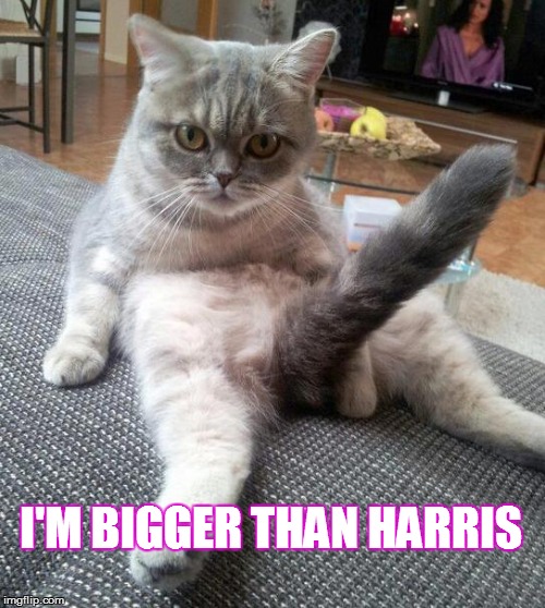 Sexy Cat Meme | I'M BIGGER THAN HARRIS | image tagged in memes,sexy cat | made w/ Imgflip meme maker