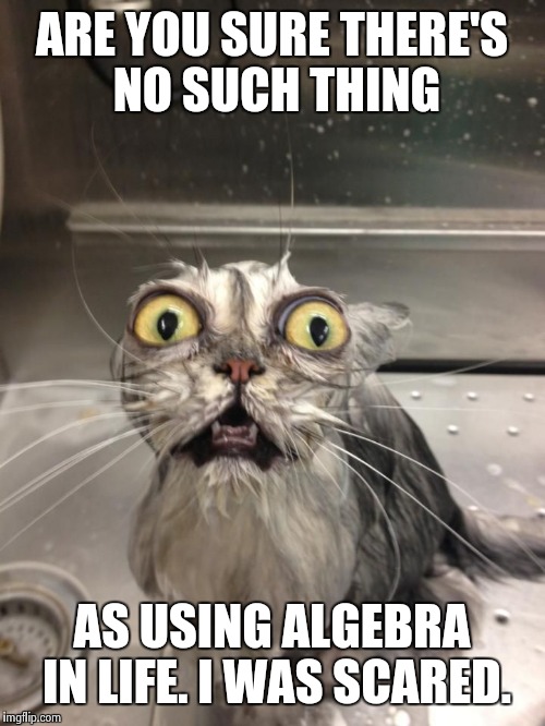 Paranoia Cat | ARE YOU SURE THERE'S NO SUCH THING AS USING ALGEBRA IN LIFE. I WAS SCARED. | image tagged in paranoia cat,math | made w/ Imgflip meme maker
