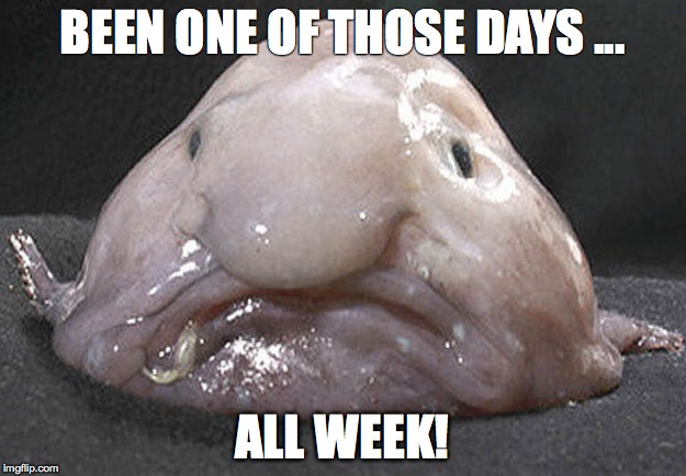 Been one of those days | BEEN ONE OF THOSE DAYS ... ALL WEEK! | image tagged in one of those days,uglyfish | made w/ Imgflip meme maker