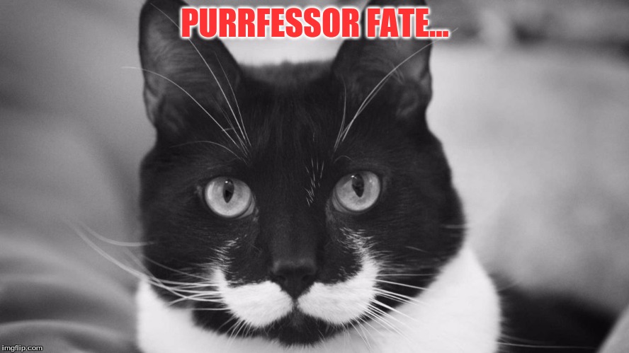 PURRFESSOR FATE... | image tagged in humor,puns | made w/ Imgflip meme maker