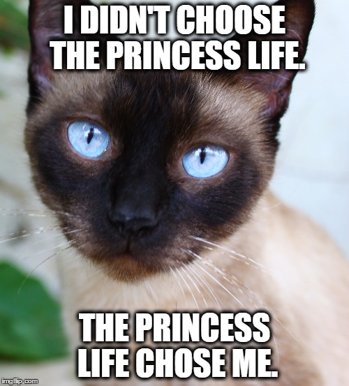 Princess Zoey. | I DIDN'T CHOOSE THE PRINCESS LIFE. THE PRINCESS LIFE CHOSE ME. | image tagged in jokes,zoey,cats,blueeyes | made w/ Imgflip meme maker