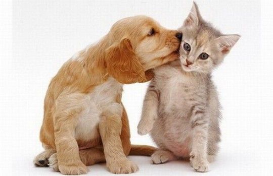 Puppy kisses kitten Blank Meme Template