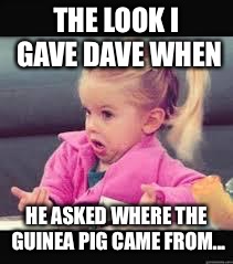 Little girl Dunno | THE LOOK I GAVE DAVE WHEN HE ASKED WHERE THE GUINEA PIG CAME FROM... | image tagged in little girl dunno | made w/ Imgflip meme maker