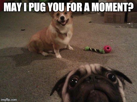 MAY I PUG YOU FOR A MOMENT? | image tagged in pug photo bomb | made w/ Imgflip meme maker