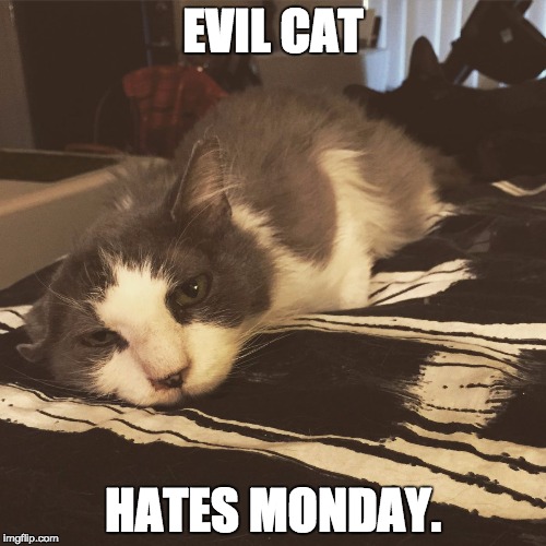 EVIL CAT HATES MONDAY. | image tagged in evil cat | made w/ Imgflip meme maker