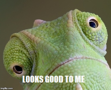 Looks good to me | image tagged in derp,lizard,crazy eyes,looks good to me | made w/ Imgflip meme maker