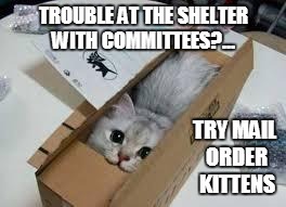 Cute Kittens | TROUBLE AT THE SHELTER WITH COMMITTEES?... TRY MAIL ORDER KITTENS | image tagged in cute kittens | made w/ Imgflip meme maker