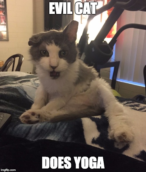 EVIL CAT DOES YOGA | image tagged in evil cat | made w/ Imgflip meme maker