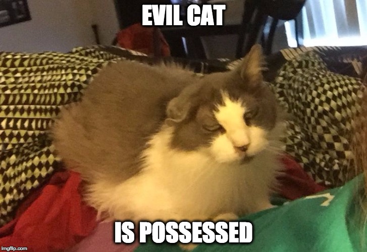 EVIL CAT IS POSSESSED | image tagged in evil cat | made w/ Imgflip meme maker