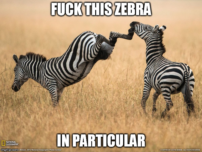 F**K THIS ZEBRA IN PARTICULAR | image tagged in zebra | made w/ Imgflip meme maker