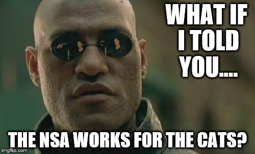 Matrix Morpheus Meme | WHAT IF I TOLD YOU.... THE NSA WORKS FOR THE CATS? | image tagged in memes,matrix morpheus | made w/ Imgflip meme maker