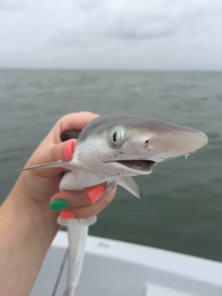 baby shark talks Blank Meme Template