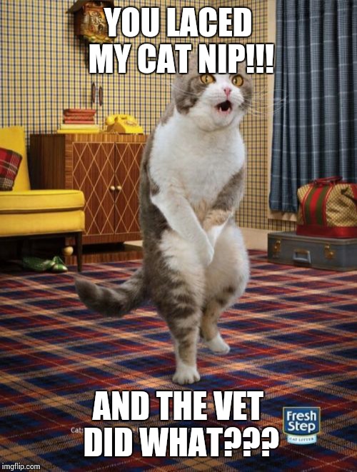 Gotta Go Cat | YOU LACED MY CAT NIP!!! AND THE VET DID WHAT??? | image tagged in memes,gotta go cat | made w/ Imgflip meme maker