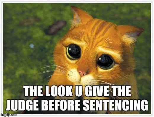 Shrek Cat | THE LOOK U GIVE THE JUDGE BEFORE SENTENCING | image tagged in memes,shrek cat | made w/ Imgflip meme maker