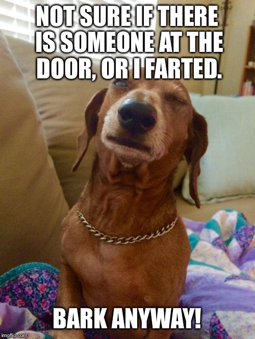 Skeptical dog | NOT SURE IF THERE IS SOMEONE AT THE DOOR, OR I FARTED. BARK ANYWAY! | image tagged in skeptical dog | made w/ Imgflip meme maker