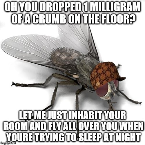 Scumbag House Fly | OH YOU DROPPED 1 MILLIGRAM OF A CRUMB ON THE FLOOR? LET ME JUST INHABIT YOUR ROOM AND FLY ALL OVER YOU WHEN YOURE TRYING TO SLEEP AT NIGHT | image tagged in scumbag house fly,scumbag | made w/ Imgflip meme maker