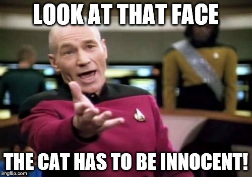 Picard Wtf Meme | LOOK AT THAT FACE THE CAT HAS TO BE INNOCENT! | image tagged in memes,picard wtf | made w/ Imgflip meme maker
