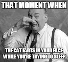 stinks | THAT MOMENT WHEN THE CAT FARTS IN YOUR FACE WHILE YOU'RE TRYING TO SLEEP | image tagged in stinks | made w/ Imgflip meme maker