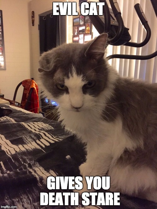 EVIL CAT GIVES YOU DEATH STARE | image tagged in evil cat | made w/ Imgflip meme maker
