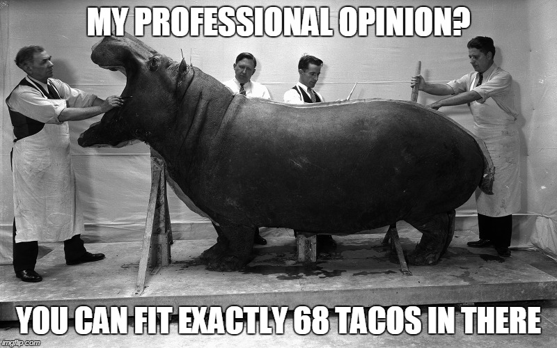 hippo doctor | MY PROFESSIONAL OPINION? YOU CAN FIT EXACTLY 68 TACOS IN THERE | image tagged in hippo,fat,doctor | made w/ Imgflip meme maker