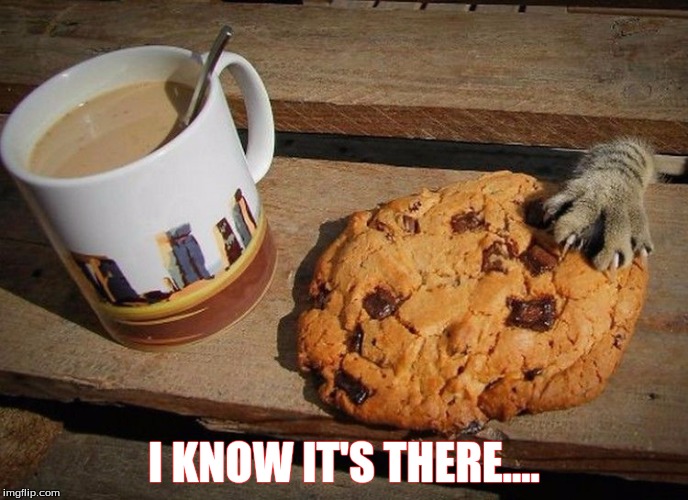 I KNOW IT'S THERE.... | image tagged in pets | made w/ Imgflip meme maker