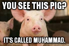 pig | YOU SEE THIS PIG? IT'S CALLED MUHAMMAD. | image tagged in pig | made w/ Imgflip meme maker