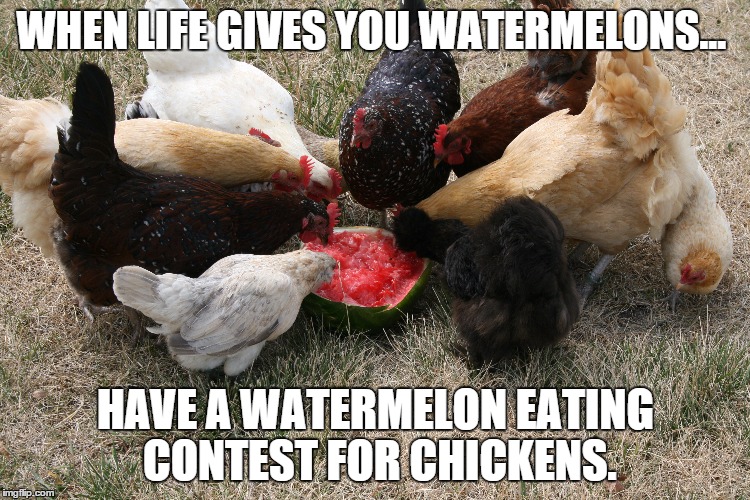 WHEN LIFE GIVES YOU WATERMELONS... HAVE A WATERMELON EATING CONTEST FOR CHICKENS. | image tagged in wtf | made w/ Imgflip meme maker