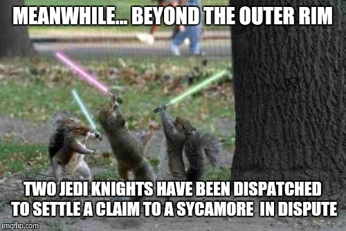 A diplomatic mission to Central Park. | MEANWHILE... BEYOND THE OUTER RIM TWO JEDI KNIGHTS HAVE BEEN DISPATCHED TO SETTLE A CLAIM TO A SYCAMORE  IN DISPUTE | image tagged in jedi squirrel | made w/ Imgflip meme maker