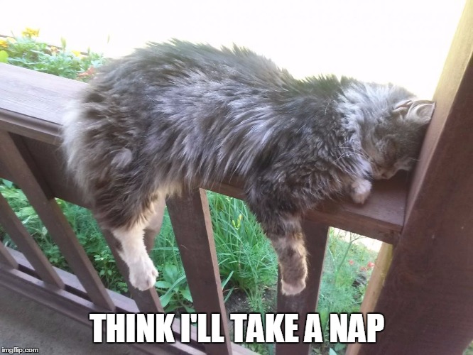 THINK I'LL TAKE A NAP | image tagged in cat nap | made w/ Imgflip meme maker