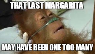 sick monkey | THAT LAST MARGARITA MAY HAVE BEEN ONE TOO MANY | image tagged in sick,monkey,margarita,hospital | made w/ Imgflip meme maker
