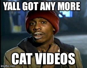 Y'all Got Any More Of That | YALL GOT ANY MORE CAT VIDEOS | image tagged in memes,yall got any more of | made w/ Imgflip meme maker
