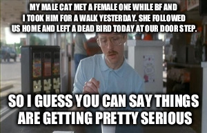 So I Guess You Can Say Things Are Getting Pretty Serious | MY MALE CAT MET A FEMALE ONE WHILE BF AND I TOOK HIM FOR A WALK YESTERDAY. SHE FOLLOWED US HOME AND LEFT A DEAD BIRD TODAY AT OUR DOOR STEP. | image tagged in memes,so i guess you can say things are getting pretty serious | made w/ Imgflip meme maker