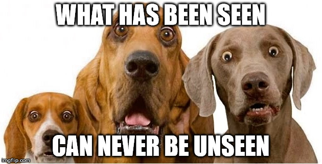 Stunned Dogs | WHAT HAS BEEN SEEN CAN NEVER BE UNSEEN | image tagged in dogs,stunned,seen | made w/ Imgflip meme maker
