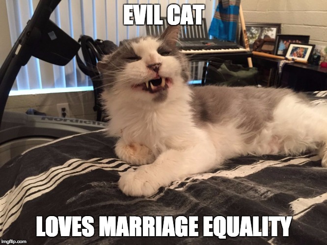 EVIL CAT LOVES MARRIAGE EQUALITY | image tagged in evil cat | made w/ Imgflip meme maker
