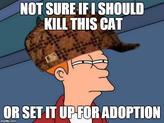 NOT SURE IF I SHOULD KILL THIS CAT OR SET IT UP FOR ADOPTION | made w/ Imgflip meme maker