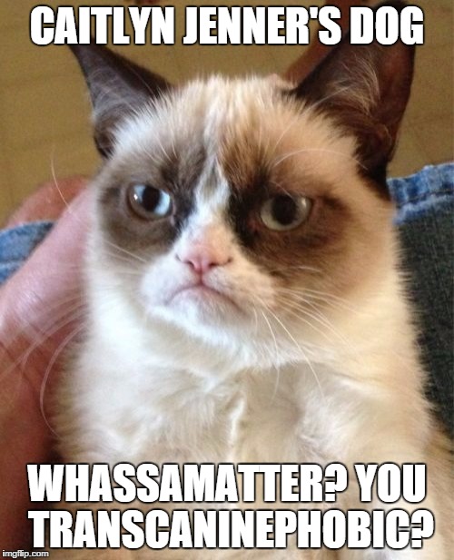 Caitlyn Jenner's dog | CAITLYN JENNER'S DOG WHASSAMATTER?
YOU TRANSCANINEPHOBIC? | image tagged in memes,grumpy cat | made w/ Imgflip meme maker