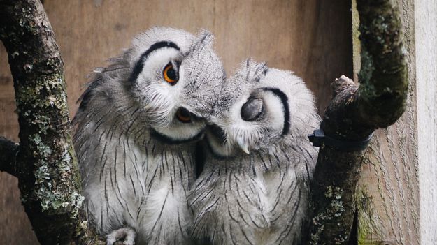 owl cuddle Blank Meme Template