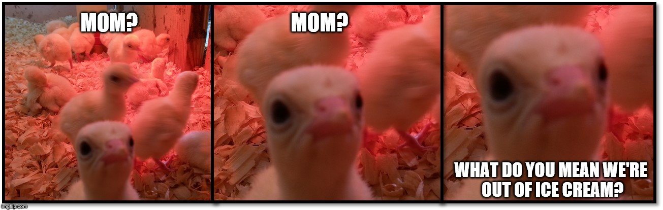 Sad turkey | MOM?                                      MOM? WHAT DO YOU MEAN WE'RE OUT OF ICE CREAM? | image tagged in turkey | made w/ Imgflip meme maker