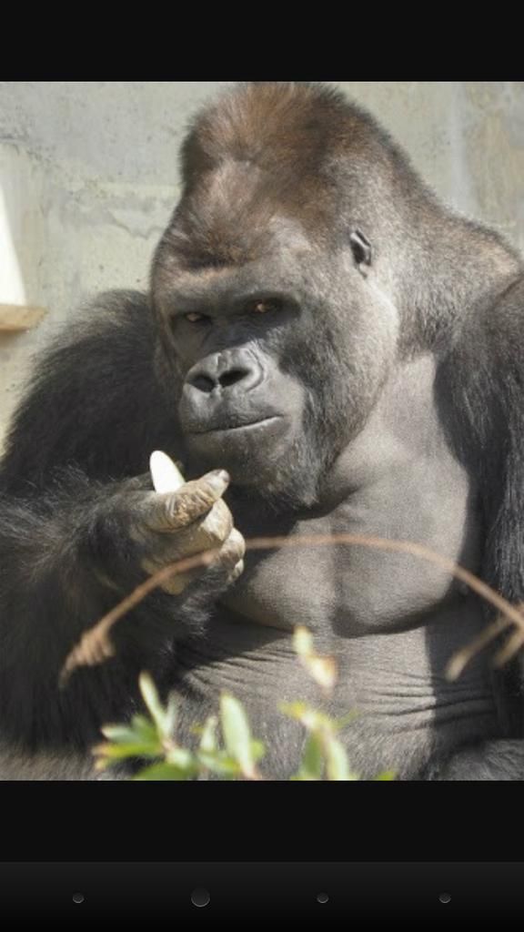 High Quality Handsome Gorilla Blank Meme Template